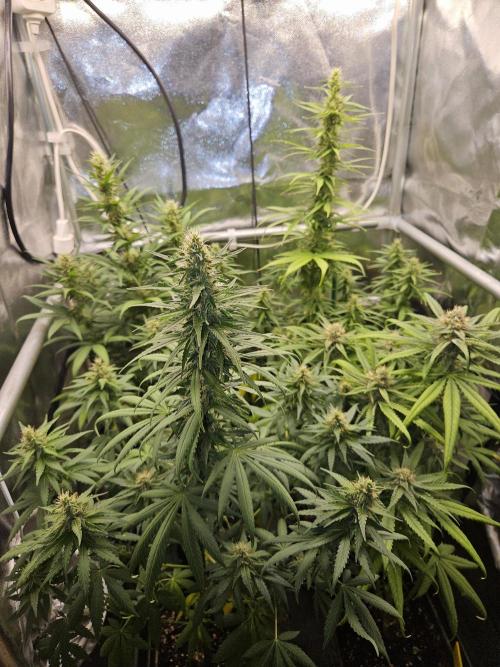 Strawberry Cola Sherbet+Fast Bastard. Week 10