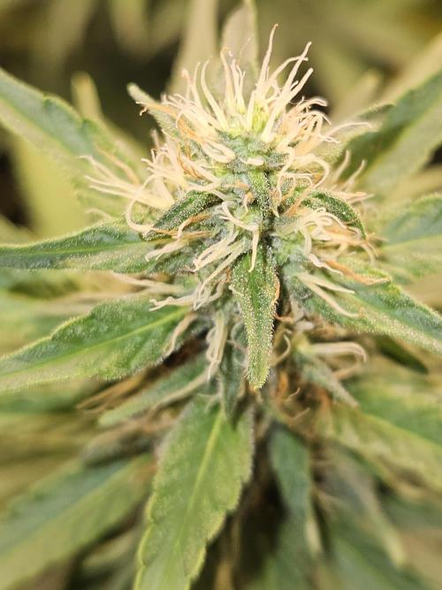 Strawberry Cola Sherbet+Fast Bastard. Week 10
