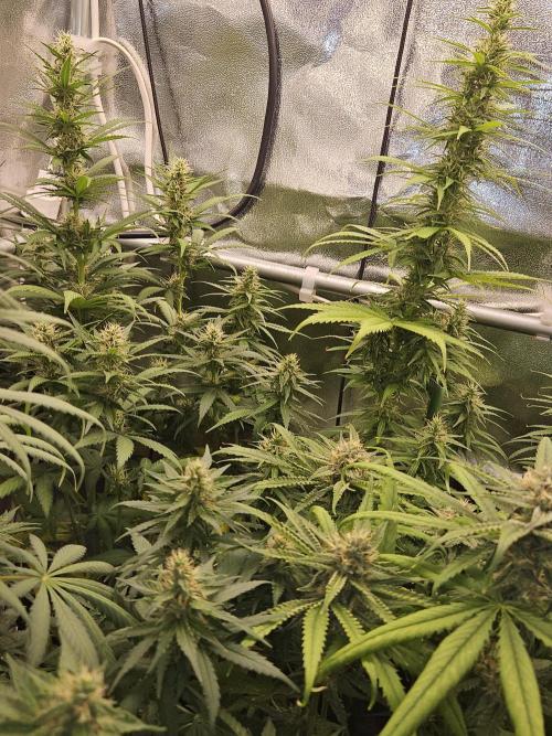 Strawberry Cola Sherbet+Fast Bastard. Week 10