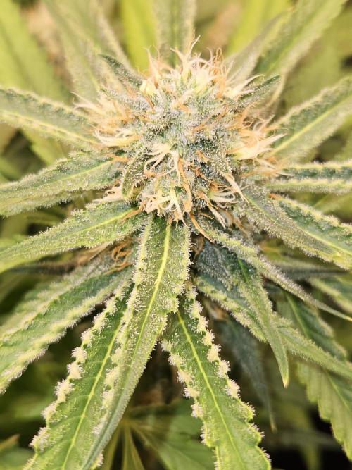 Strawberry Cola Sherbet+Fast Bastard. Week 10