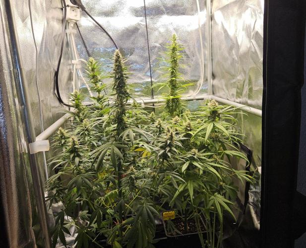 Strawberry Cola Sherbet+Fast Bastard. Week 10