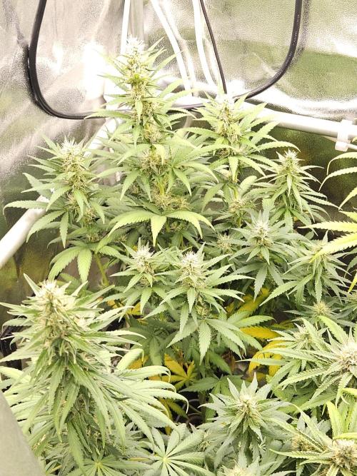 Strawberry Cola Sherbet+Fast Bastard. Week 10