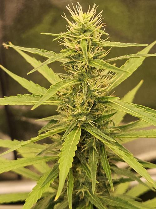 Strawberry Cola Sherbet+Fast Bastard. Week 10