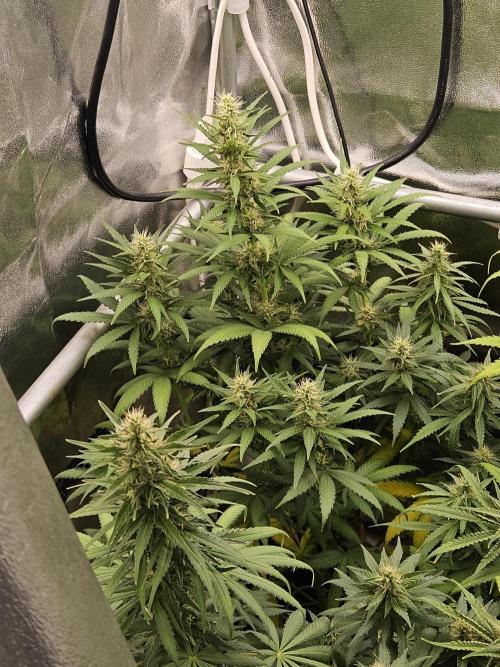 Strawberry Cola Sherbet+Fast Bastard. Week 10