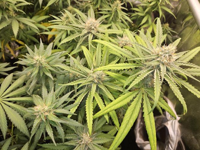 Strawberry Cola Sherbet+Fast Bastard. Week 10