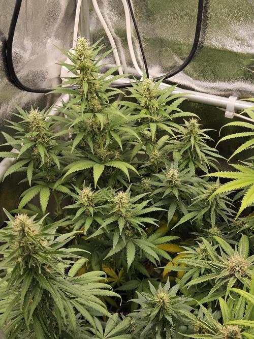 Strawberry Cola Sherbet+Fast Bastard. Week 10