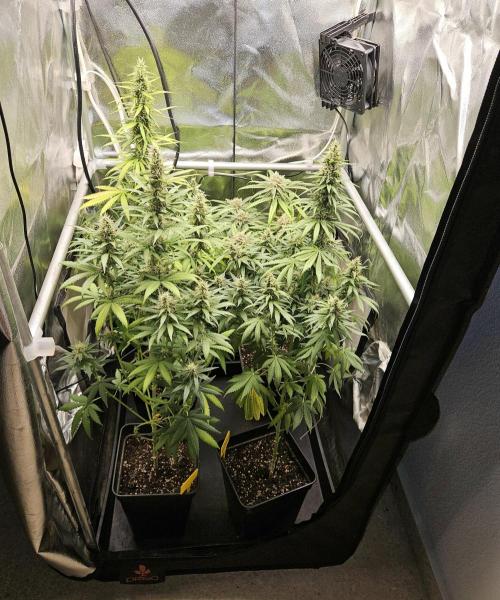 Strawberry Cola Sherbet+Fast Bastard. Week 11