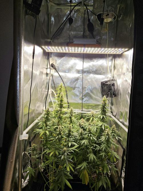 Strawberry Cola Sherbet+Fast Bastard. Week 11