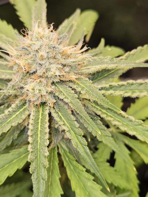 Strawberry Cola Sherbet+Fast Bastard. Week 11