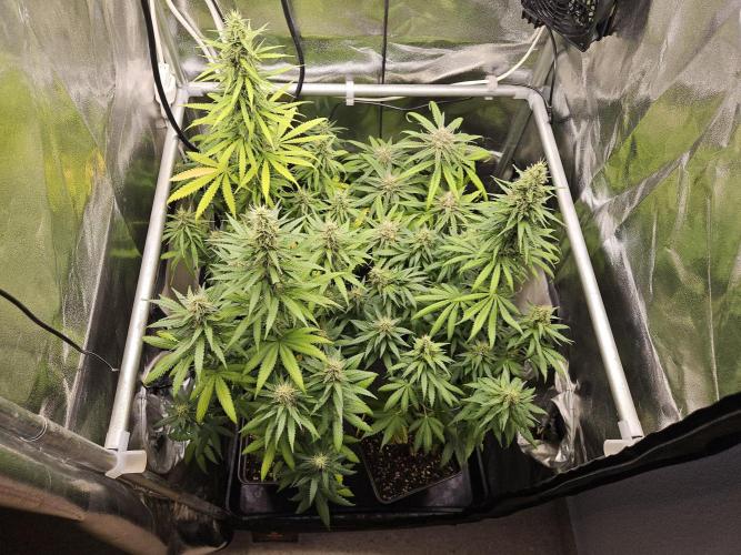 Strawberry Cola Sherbet+Fast Bastard. Week 11