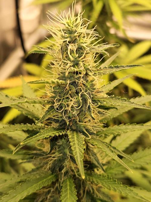 Strawberry Cola Sherbet+Fast Bastard. Week 11