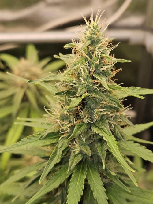Strawberry Cola Sherbet+Fast Bastard. Week 11