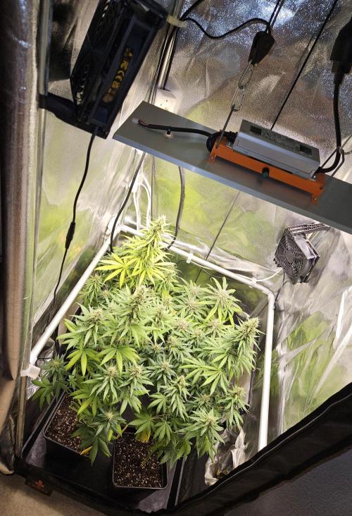 Strawberry Cola Sherbet+Fast Bastard. Week 11