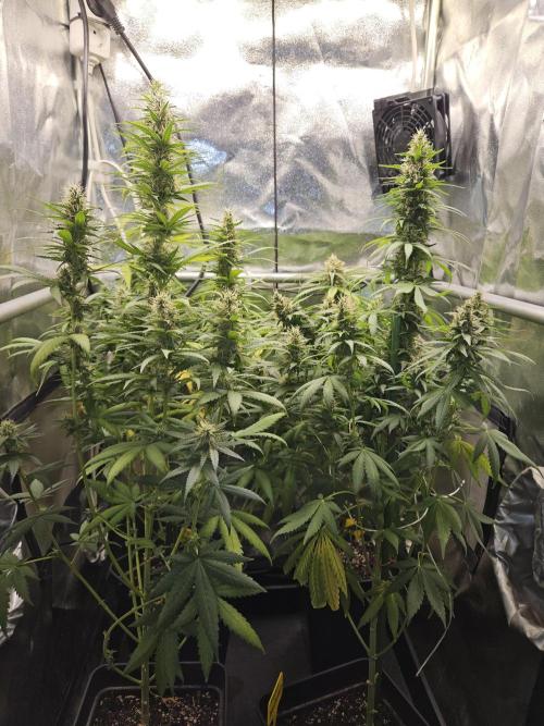 Strawberry Cola Sherbet+Fast Bastard. Week 11