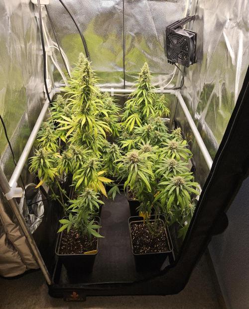 Strawberry Cola Sherbet+Fast Bastard. Week 12