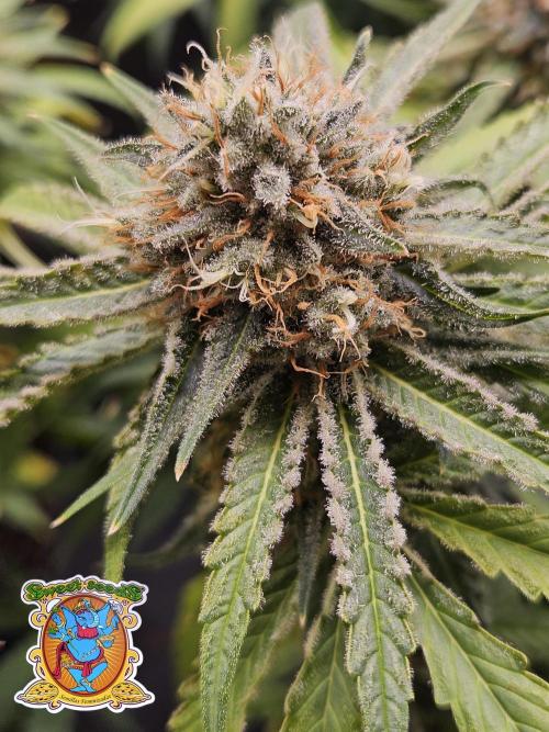 Strawberry Cola Sherbet+Fast Bastard. Week 12