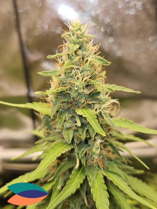 Strawberry Cola Sherbet+Fast Bastard. Week 12