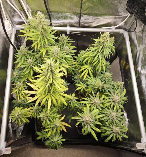 Strawberry Cola Sherbet+Fast Bastard. Week 12