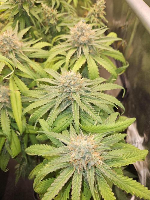 Strawberry Cola Sherbet+Fast Bastard. Week 12