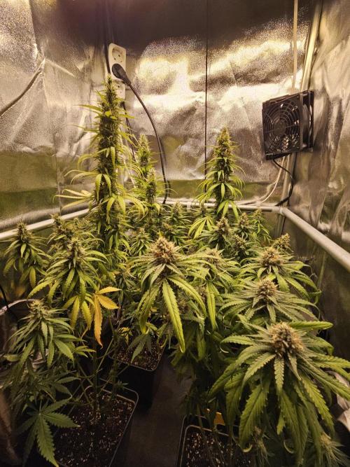 Strawberry Cola Sherbet+Fast Bastard. Week 12
