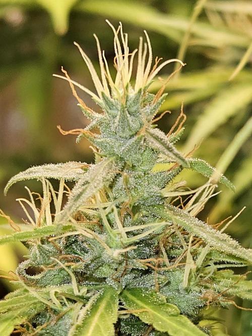 Strawberry Cola Sherbet+Fast Bastard. Week 12 - Fat Bastard.