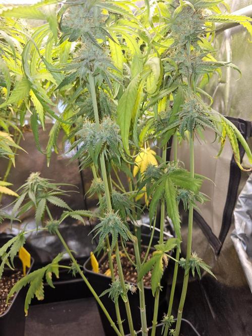 Strawberry Cola Sherbet+Fast Bastard. Week 12