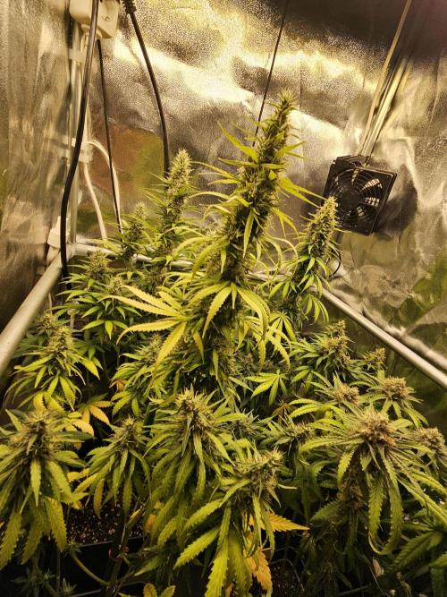 Strawberry Cola Sherbet+Fast Bastard. Week 12