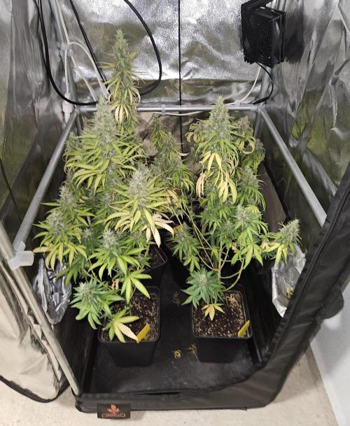 Strawberry Cola Sherbet+Fat Bastard. Week 13