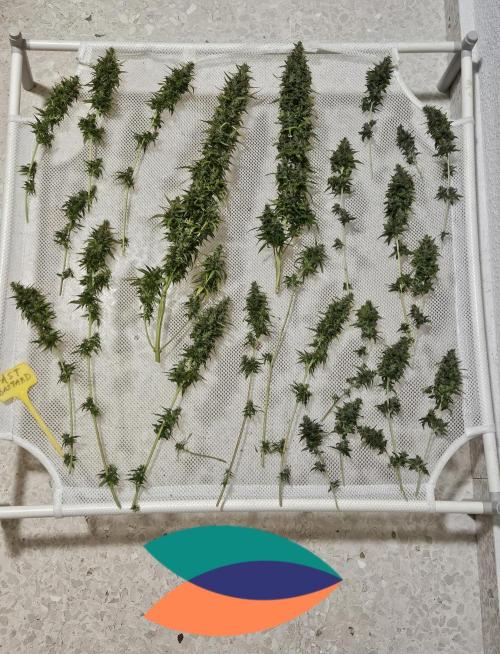 Strawberry Cola Sherbet+Fat Bastard. Week 13