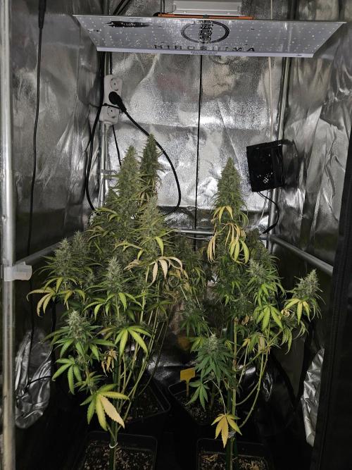 Strawberry Cola Sherbet+Fat Bastard. Week 13