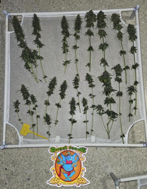 Strawberry Cola Sherbet+Fat Bastard. Week 13