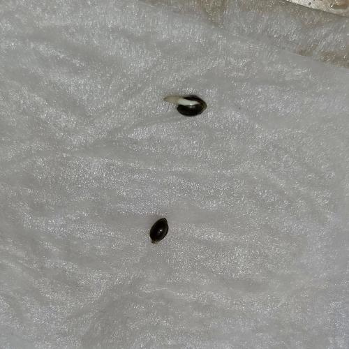LORD KUSH...Delicious Seeds 2026 Contest. Week 0 - Now to finish the germination process.