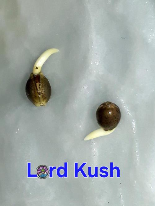 LORD KUSH...Delicious Seeds 2026 Contest. Week 0