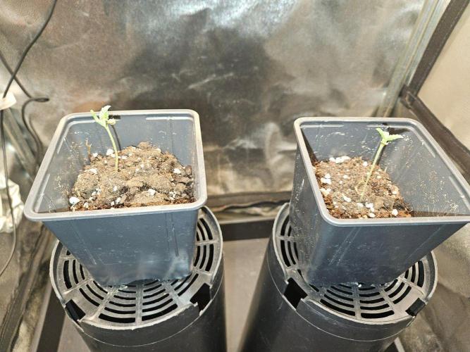 LORD KUSH...Delicious Seeds 2026 Contest. Week 1
