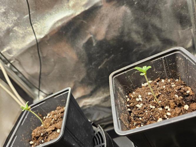 Lord Kush. Week 1