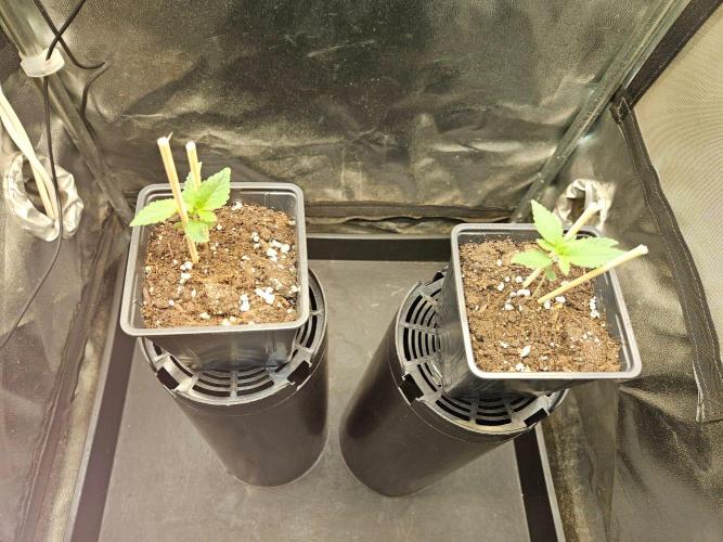LORD KUSH...Delicious Seeds 2026 Contest. Week 2