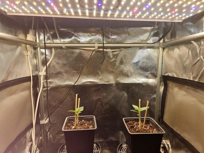 LORD KUSH...Delicious Seeds 2026 Contest. Week 2
