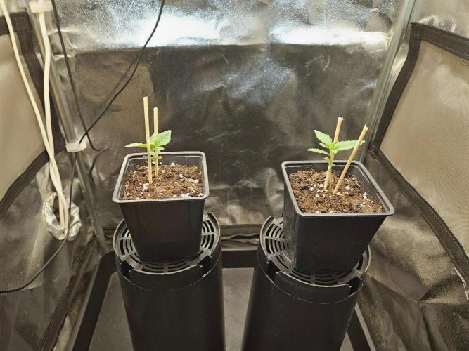 LORD KUSH...Delicious Seeds 2026 Contest. Week 2