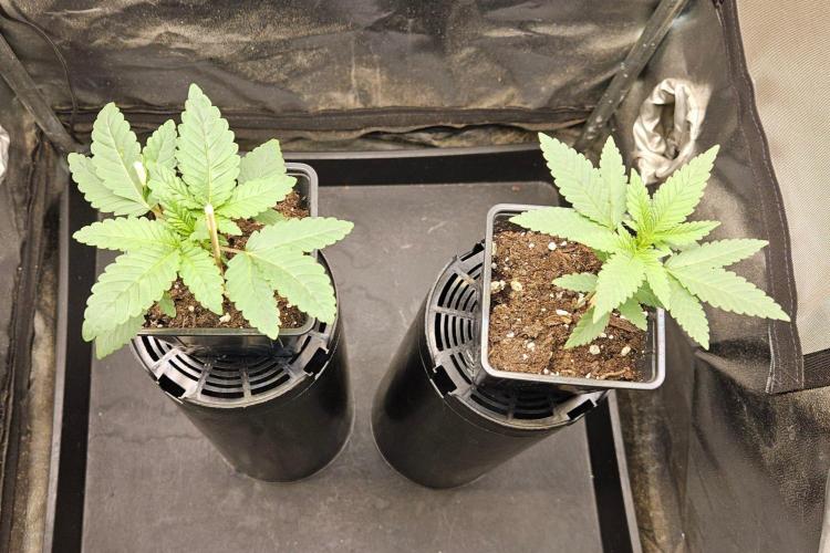 LORD KUSH...Delicious Seeds 2026 Contest. Week 3