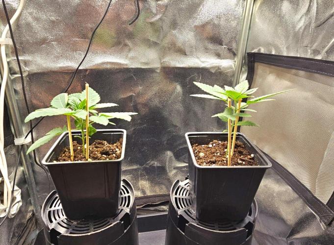 LORD KUSH...Delicious Seeds 2026 Contest. Week 3