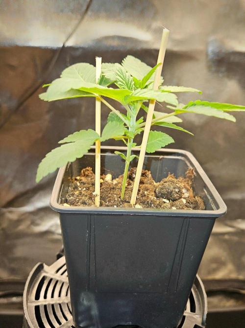 LORD KUSH...Delicious Seeds 2026 Contest. Week 3