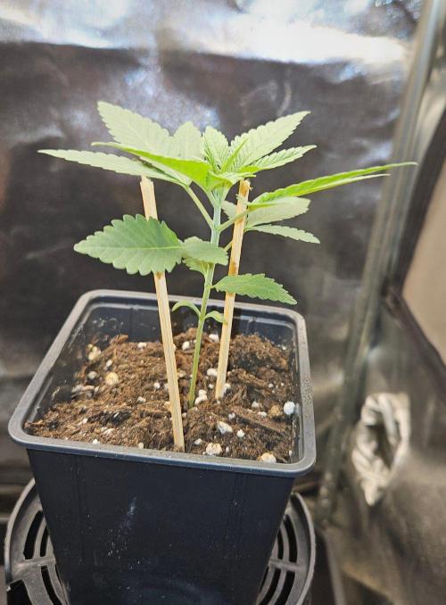 LORD KUSH...Delicious Seeds 2026 Contest. Week 3