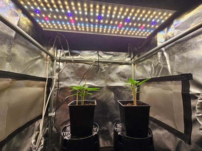LORD KUSH...Delicious Seeds 2026 Contest. Week 3