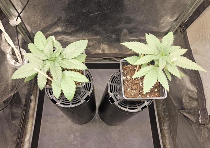 LORD KUSH...Delicious Seeds 2026 Contest. Week 4 - 🐭28/08/2026🐭