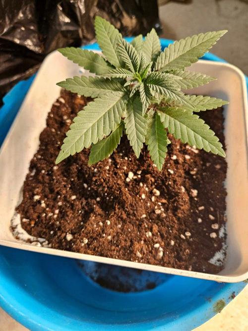 LORD KUSH...Delicious Seeds 2026 Contest. Week 4 - 🐭