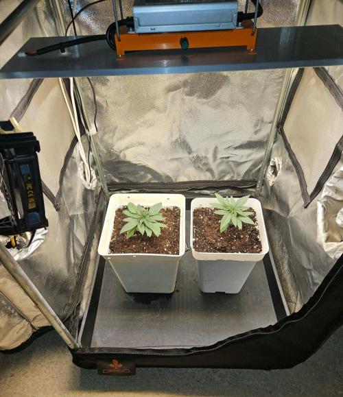 LORD KUSH...Delicious Seeds 2026 Contest. Week 4 - 🐭