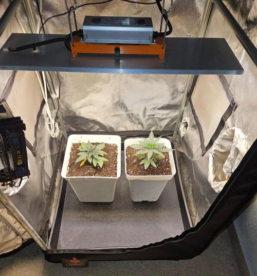 LORD KUSH...Delicious Seeds 2026 Contest. Week 4 - 🙀01/09/2026🐱