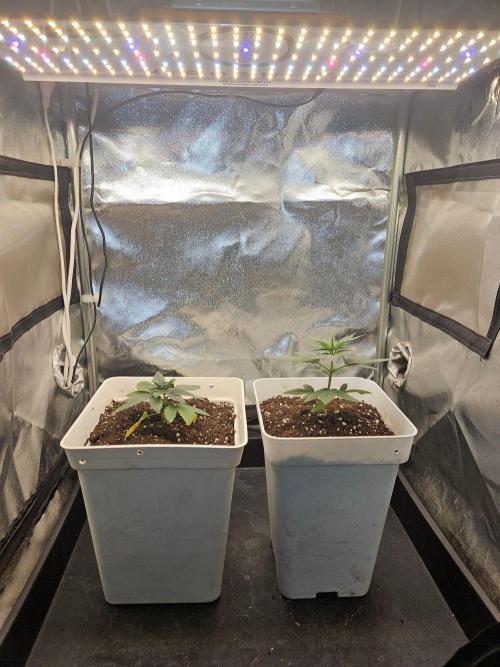 LORD KUSH...Delicious Seeds 2026 Contest. Week 4 - 🐱