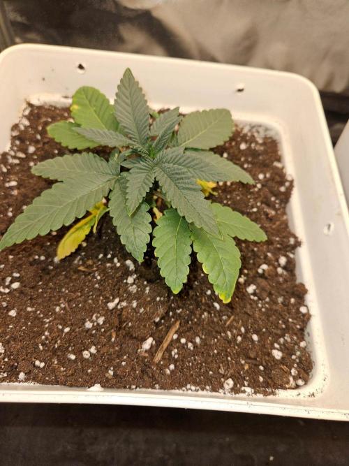 LORD KUSH...Delicious Seeds 2026 Contest. Week 4 - 🐱