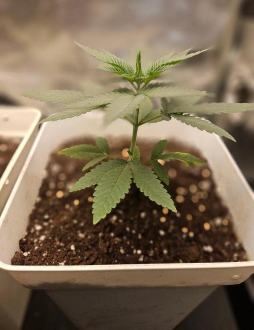 Lord Kush. Week 4